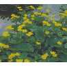 Caltha polypetala
