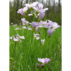 Cardamine pratensis