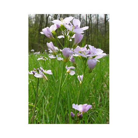 Cardamine pratensis