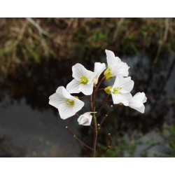 Cardamine pratensis