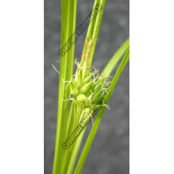 Carex grayii