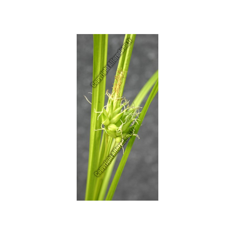 Carex grayii