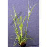 Carex grayii