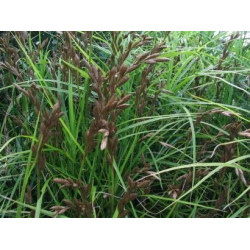 Carex muskingumensis