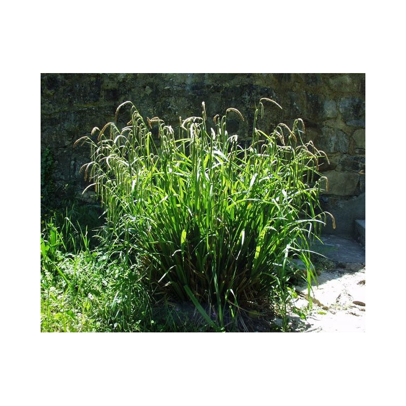 Carex pendula