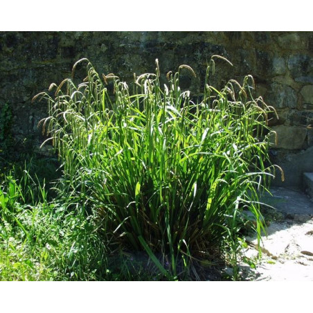 Carex pendula