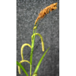 Carex pendula
