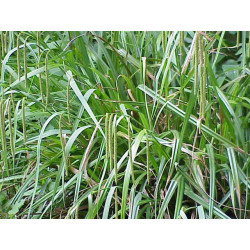 Carex pendula