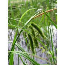 Carex pseudocyperus