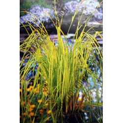 Carex riparia 'Aurea'
