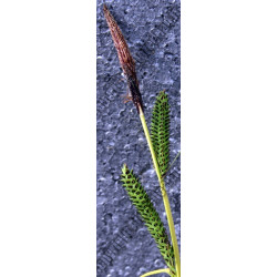 Carex riparia 'Aurea'