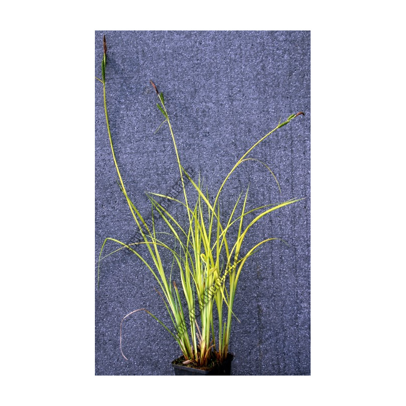 Carex riparia 'Aurea'