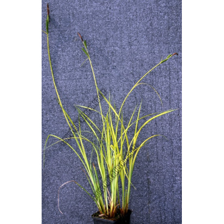 Carex riparia 'Aurea'