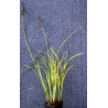 Carex riparia 'Aurea'