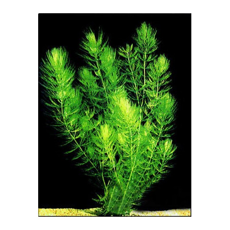 Ceratophyllum demersum