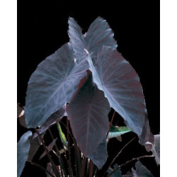 Colocasia "Black Magic"