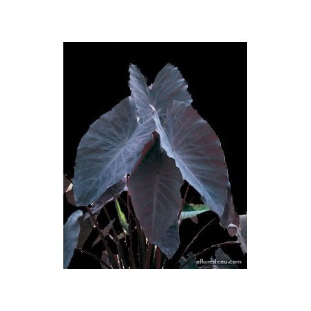Colocasia "Black Magic"