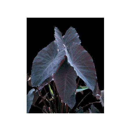 Colocasia "Black Magic"