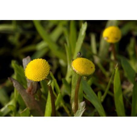 Cotula coronopifolia