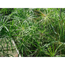 Cyperus (Papyrus) alternifolius