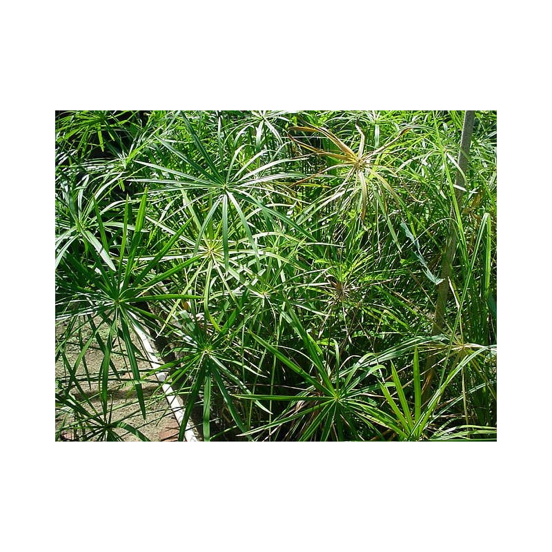 Cyperus (Papyrus) alternifolius