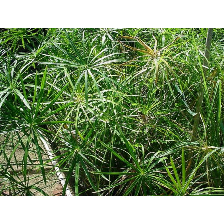 Cyperus (Papyrus) alternifolius