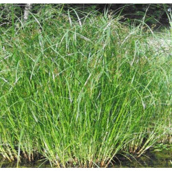 Cyperus (Papyrus) longus