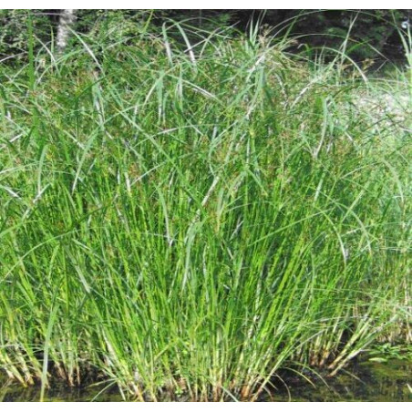Cyperus (Papyrus) longus