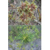 Cyperus eragrostis