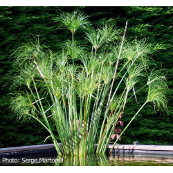 Cyperus papyrus ( Papyrus du nil pot 3 litres)