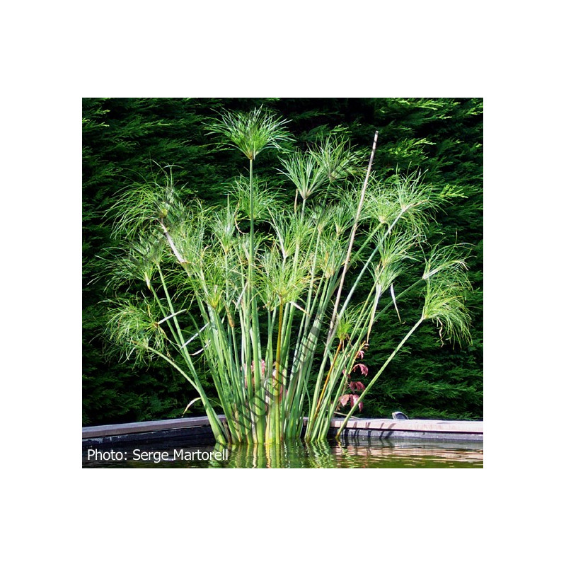 Cyperus papyrus ( Papyrus du nil pot 3 litres)