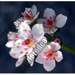 Darmera pelatata (Peltiphyllum peltata)