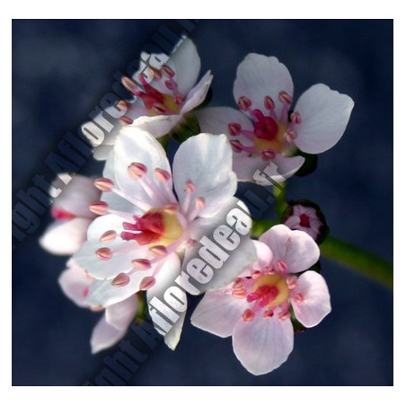 Darmera pelatata (Peltiphyllum peltata)