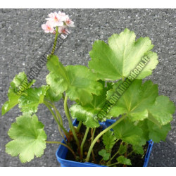 Darmera pelatata (Peltiphyllum peltata)