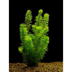 Egeria (Elodea) densa