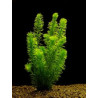 Egeria (Elodea) densa