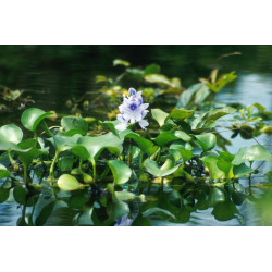 Eichornia crassipes (Jacinthe d'eau)
