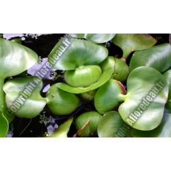 Eichornia crassipes (Jacinthe d'eau)