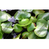 Eichornia crassipes (Jacinthe d'eau)