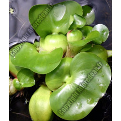 Eichornia crassipes (Jacinthe d'eau)