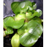 Eichornia crassipes (Jacinthe d'eau)