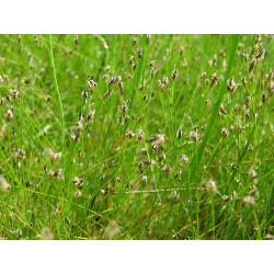 Eleocharis acicularis