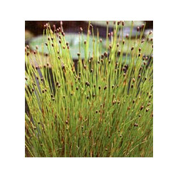 Eleocharis acicularis