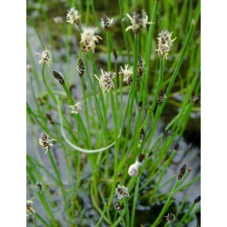 Eleocharis palustris
