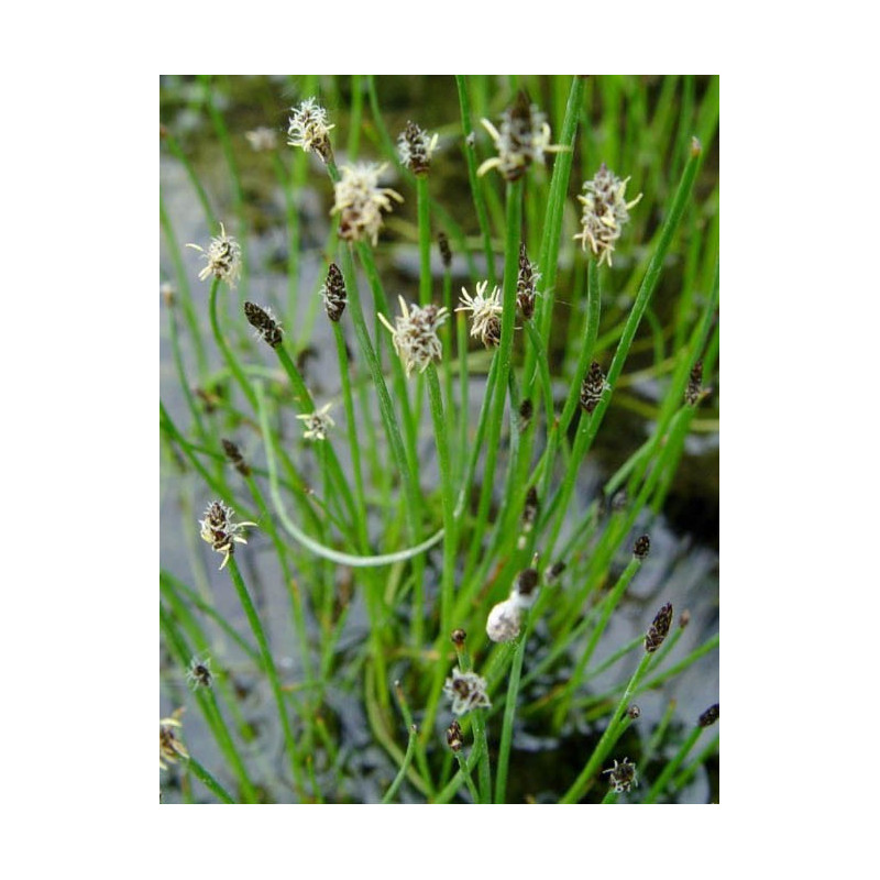 Eleocharis palustris
