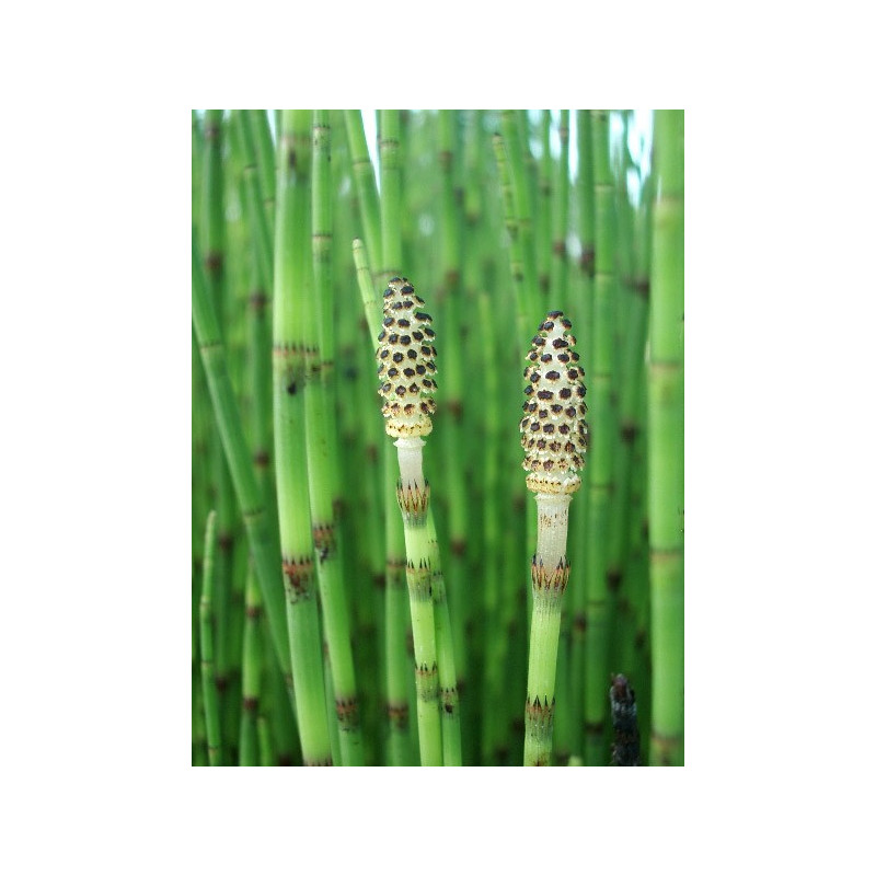 Equisetum fluviatilis