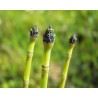 Equisetum hyemale