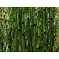 Equisetum hyemale