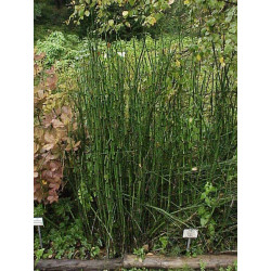 Equisetum hyemale