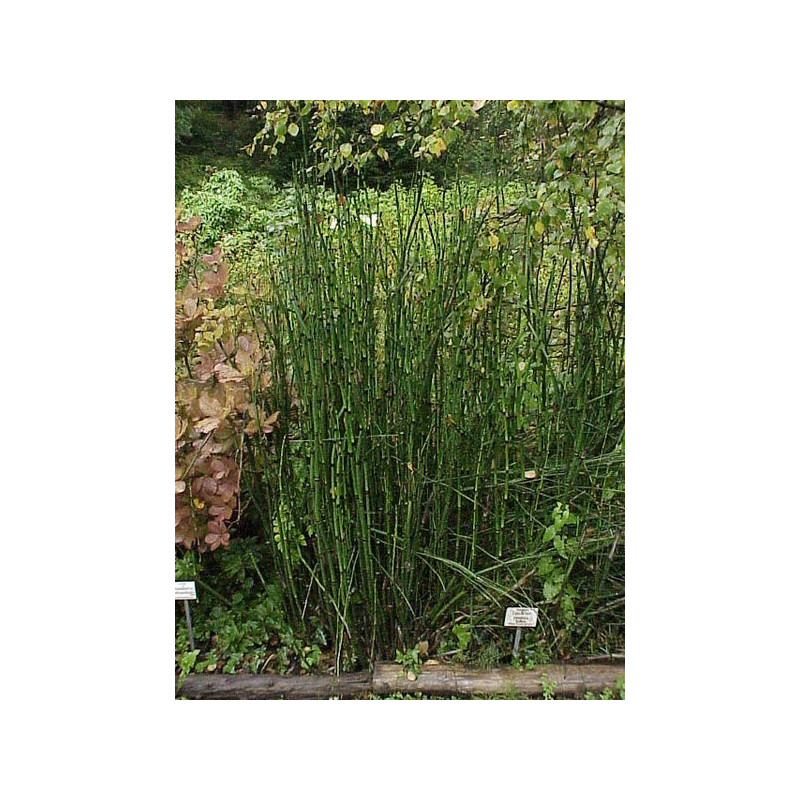 Equisetum hyemale